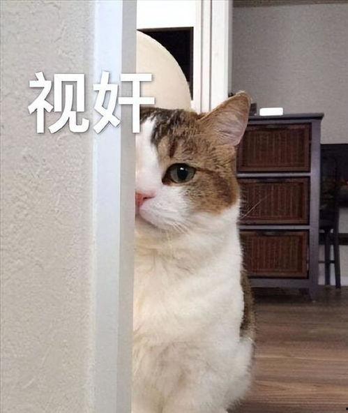 盯着你,探寻目光背后的故事